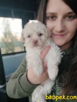 Maltipo Yavru (Bursa Köpek Okulu) 2