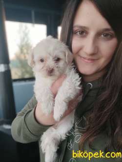 Maltipo Yavru (Bursa Köpek Okulu) 1