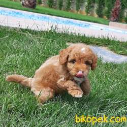 MALTİPO YAVRULARI 2