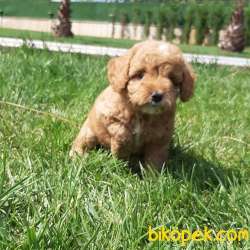 MALTİPO YAVRULARI 5