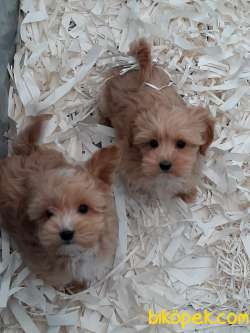 MALTİPO YAVRULARI A KALITE 3