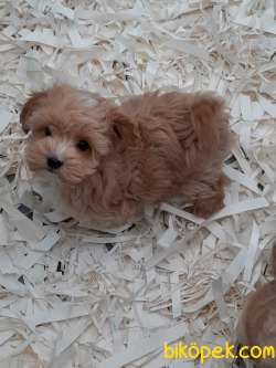 MALTİPO YAVRULARI A KALITE 1