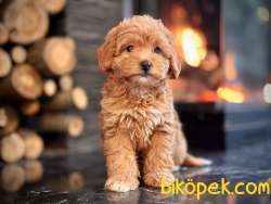 MALTİPO YAVRULARI ÇİFTLİKTEN 2