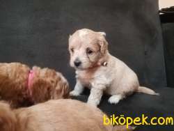 MALTİPO  YAVRULARI GELDI 3