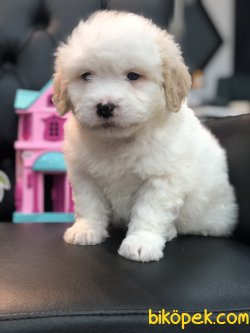 Mükemmel Kali̇te Maltipoo Yavrularımız 1