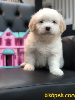 Mükemmel Kali̇te Maltipoo Yavrularımız 4