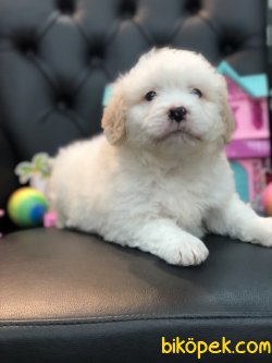 Mükemmel Kali̇te Maltipoo Yavrularımız 3