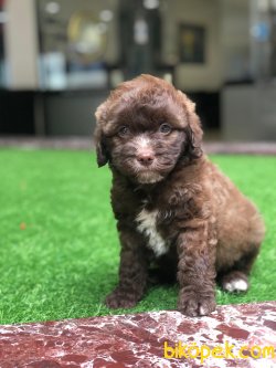 Maltipo Yavrumuz Gelmiştir Poodle Ayarında 1