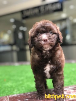 Maltipo Yavrumuz Gelmiştir Poodle Ayarında 2
