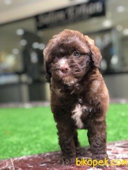 Maltipo Yavrumuz Gelmiştir Poodle Ayarında 3