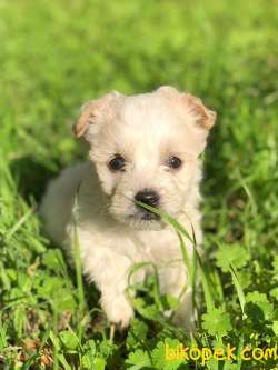 Mükemmel Kali̇te Maltipoo Yavrular 2