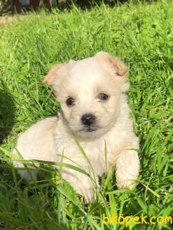 Mükemmel Kali̇te Maltipoo Yavrular 1