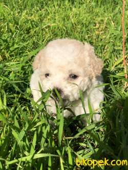 Mükemmel Kali̇te Maltipoo Yavrular 3