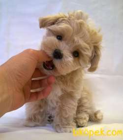 MALTİPOO 1.KALİTE YAVRUMUZ 1