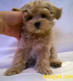 MALTİPOO 1.KALİTE YAVRUMUZ 3