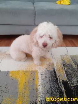 Maltipoo 11 Aylık  Eğitimli Karneli  İstanbul 5