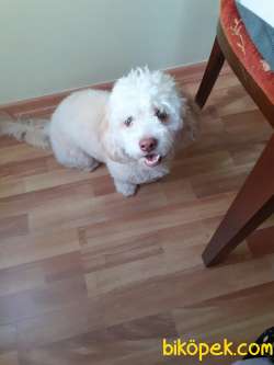Maltipoo 11 Aylık  Eğitimli Karneli  İstanbul 3