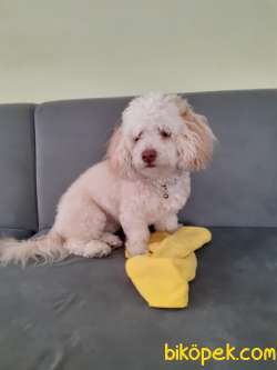 Maltipoo 11 Aylık  Eğitimli Karneli  İstanbul 4