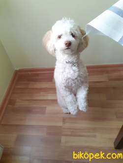 Maltipoo 11 Aylık  Eğitimli Karneli  İstanbul 1