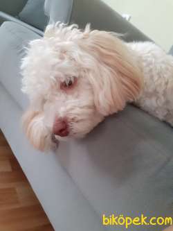 Maltipoo 11 Aylık  Eğitimli Karneli  İstanbul 2