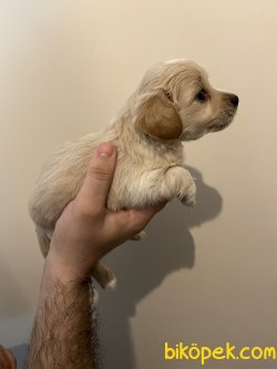 Maltipoo 2 Aylık 3