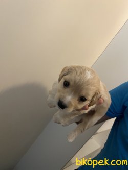 Maltipoo 2 Aylık 2