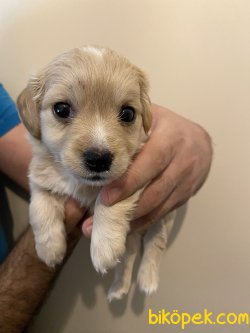 Maltipoo 2 Aylık 1