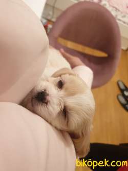 Maltipoo 2 Aylik Erkek Yavru 2