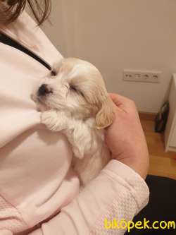Maltipoo 2 Aylik Erkek Yavru 3