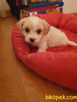 Maltipoo 2 Aylik Erkek Yavru 1