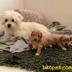 MALTİPOO 1