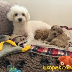 MALTİPOO 5