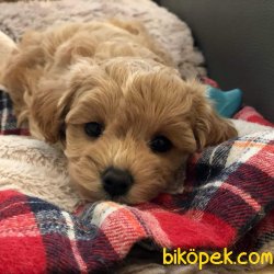 MALTİPOO 2