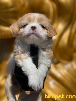 MALTİPOO 2