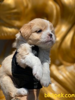 Maltipoo 2