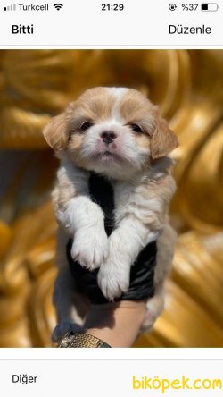 Maltipoo 3