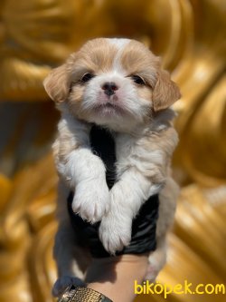 Maltipoo 1