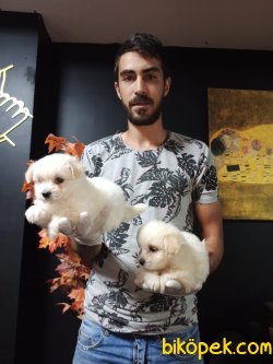 Maltipoo 2