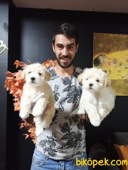 Maltipoo 1