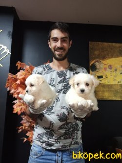 Maltipoo 3