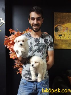 Maltipoo 4