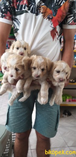Maltipoo 3