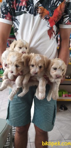 Maltipoo 4