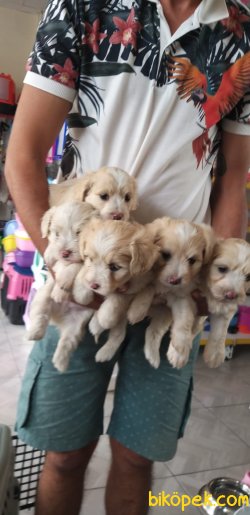 Maltipoo 2