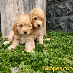 Maltipoo 4