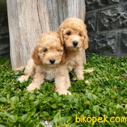 Maltipoo 3