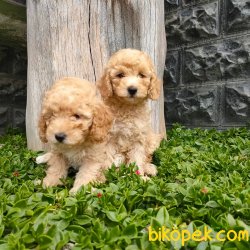 Maltipoo 2