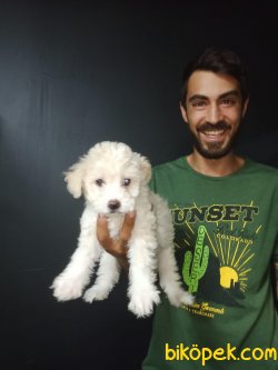 Maltipoo 4