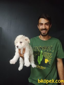Maltipoo 3