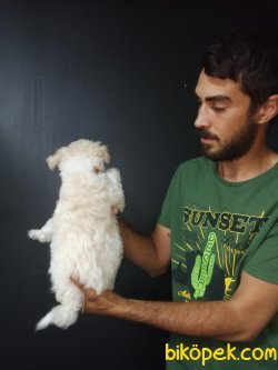 Maltipoo 2